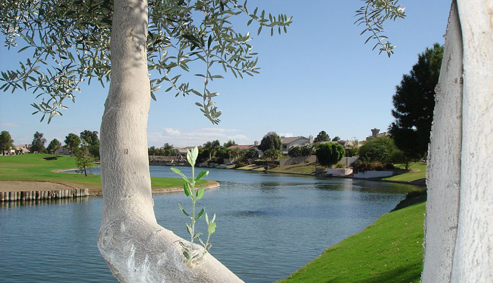 Ocotillo