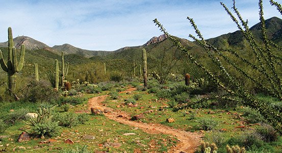 Sonoran Hills