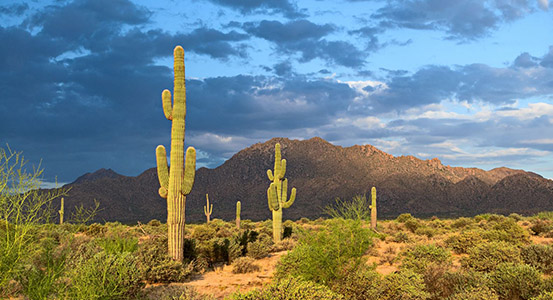 Sonoran Hills